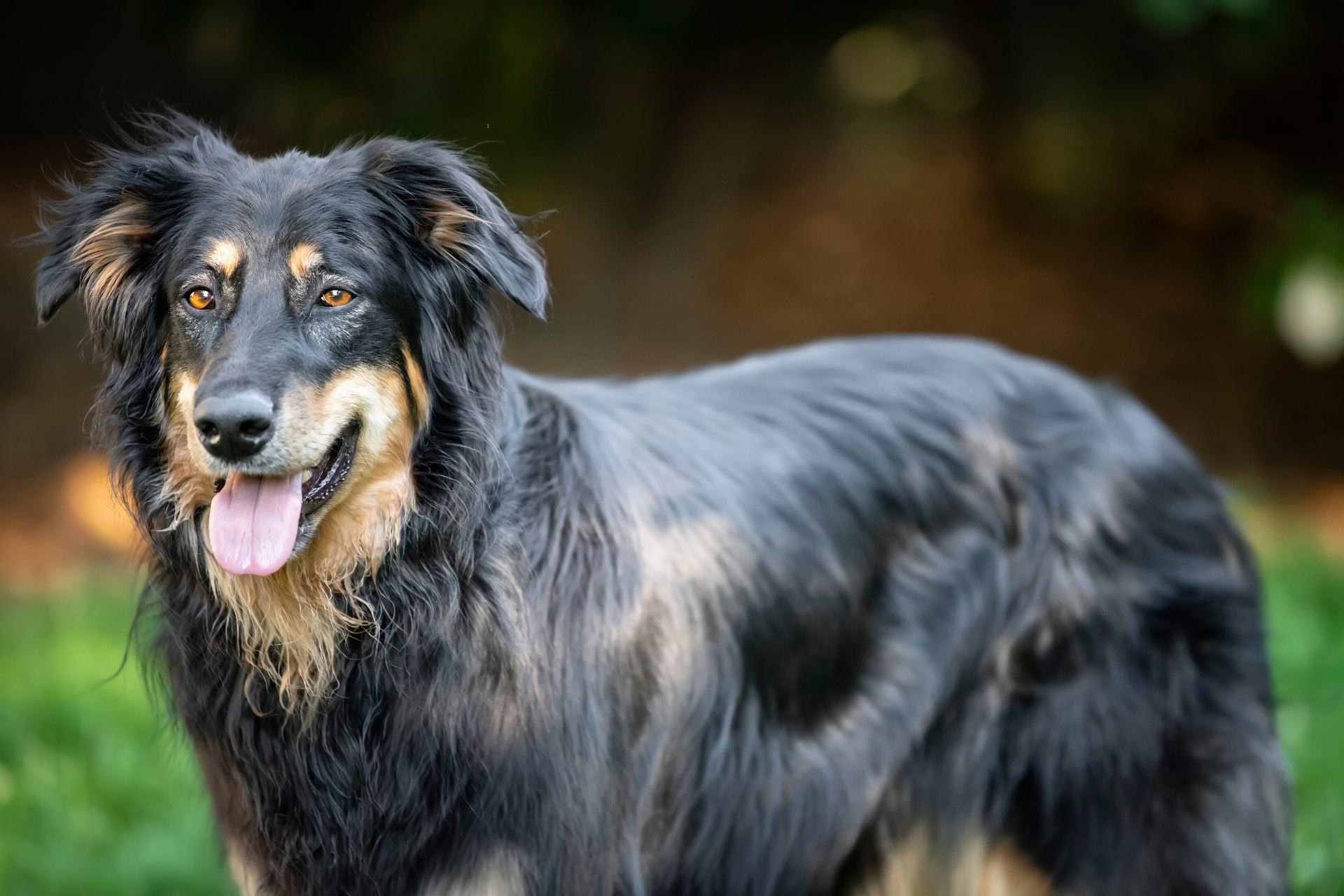 Mental Health in Dogs: Three Ways to help