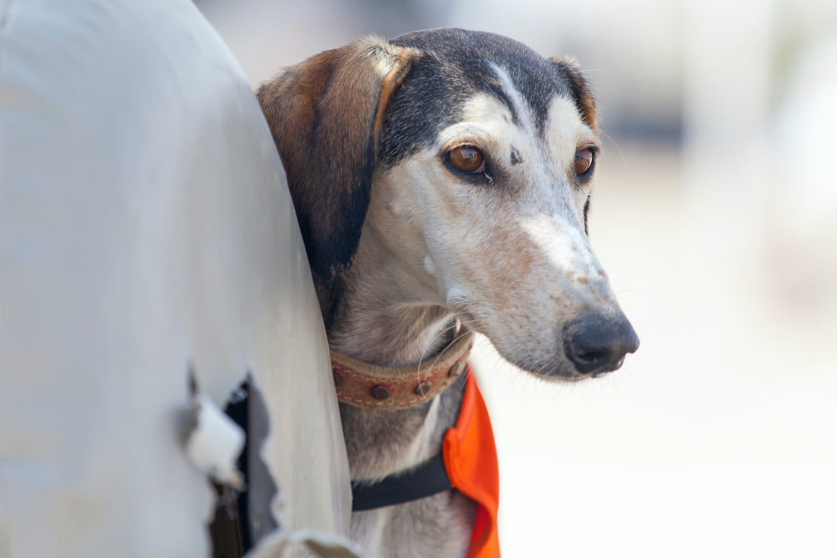 Pet Disaster Preparedness – What You Need to Know