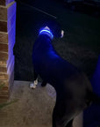 LED Dog Collar: Green