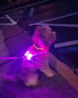 LED Dog Harness