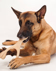BetterBone MEDIUM Durability CHEW TOY: Perfect Chew for Everyday Chewers | Natural, Eco-Friendly, Non-Toxic