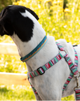 Escape Free Dog Harness 1''