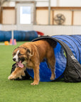 Basic Agility Equipment Set (7 Piece)
