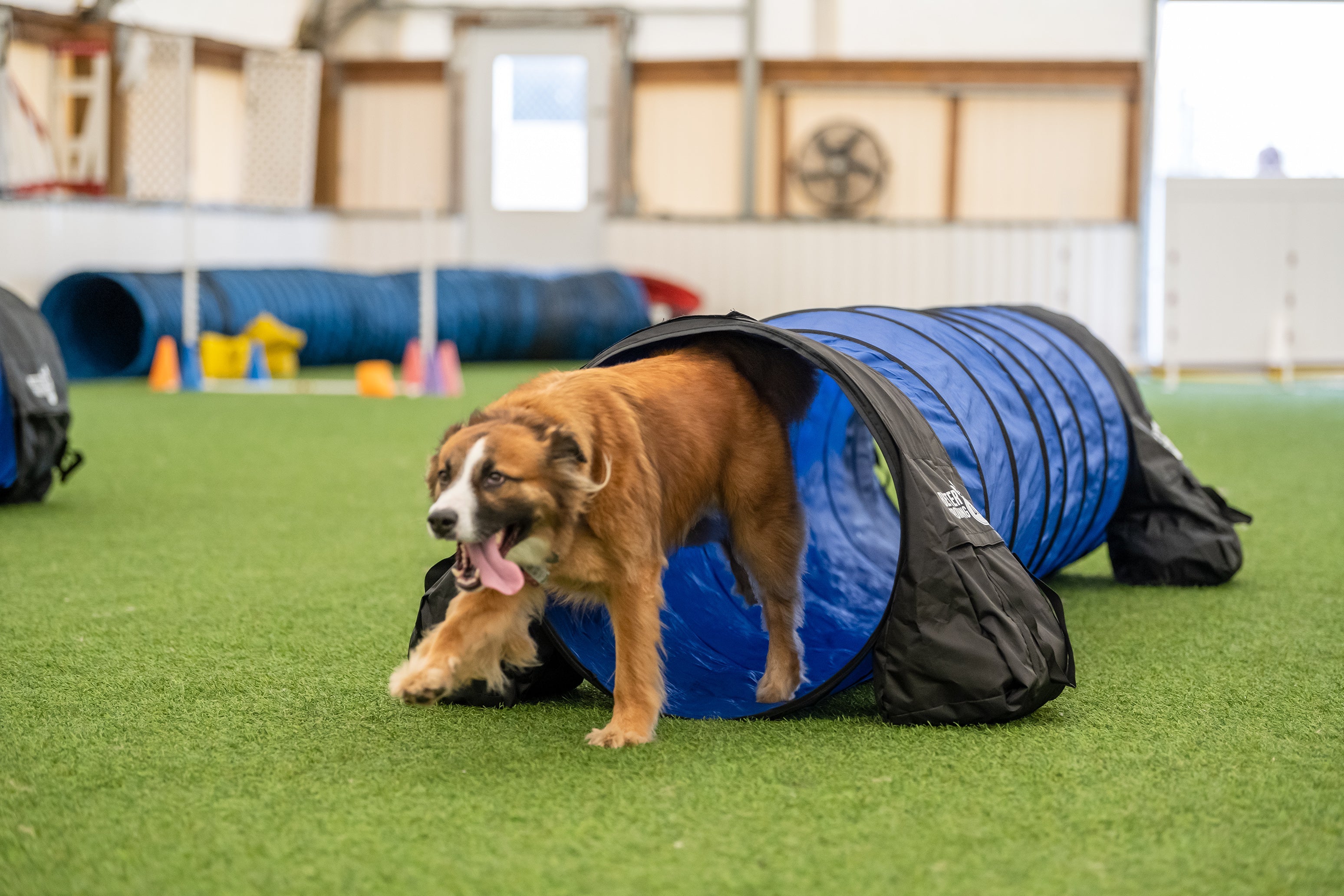 Tunnel with Sandbags (10 ft) – SwiftPaws