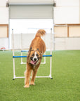 Basic Agility Equipment Set (7 Piece)