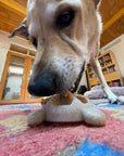 Turtle Nylon Chew Toy - Ultra-Durable Enrichment Toy for Power Chewers USA