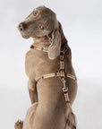 Escape Free Dog Harness 3/4''