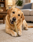 Unicorn Horn Nylon Dog Chew Toy | Durable for Aggressive Chewers | SodaPup