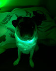 LED Dog Collar: Blue