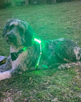 LED Dog Harness