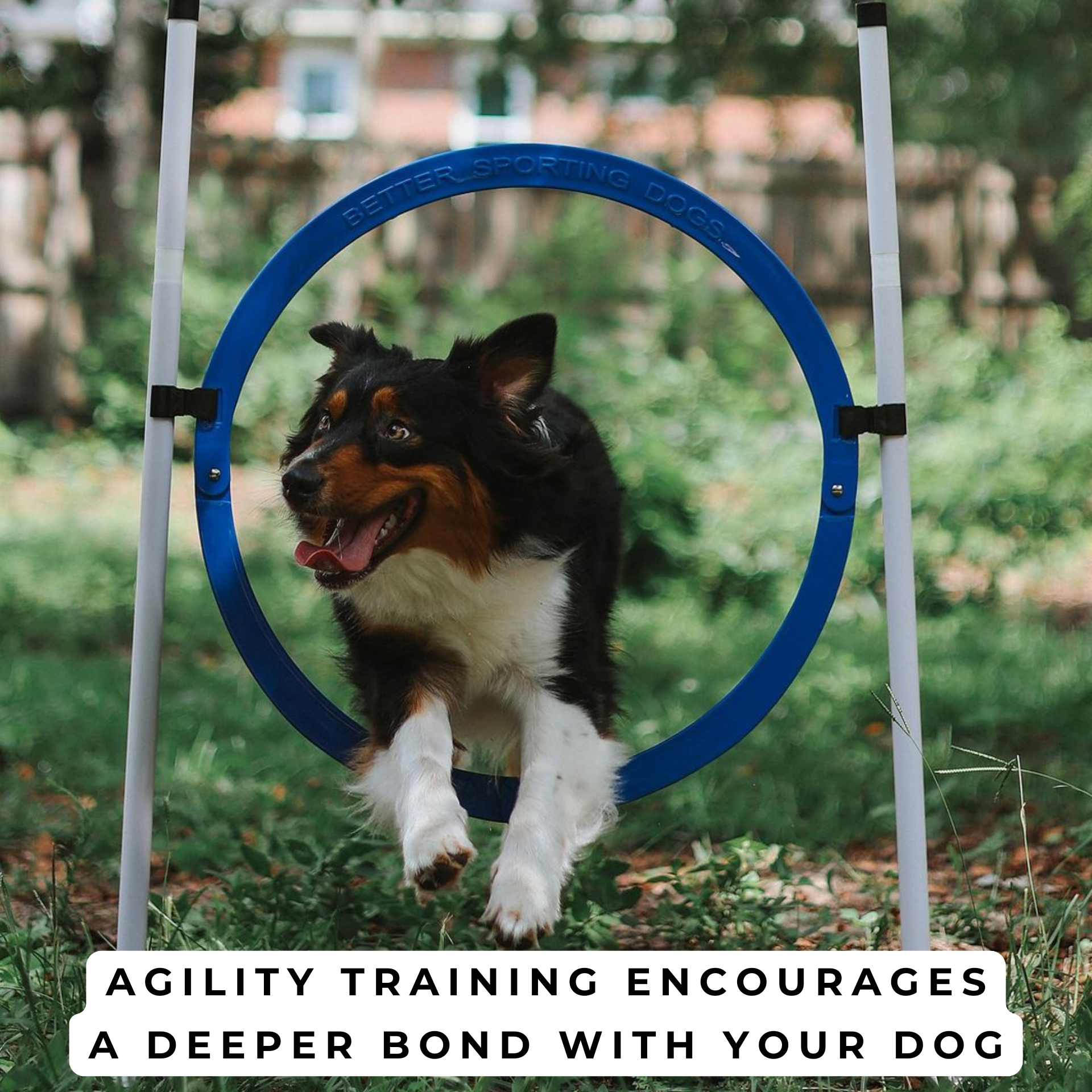 Adjustable Agility Jumps (Bar + Tire Jumps)