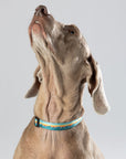 Classic Dog Collar 1''