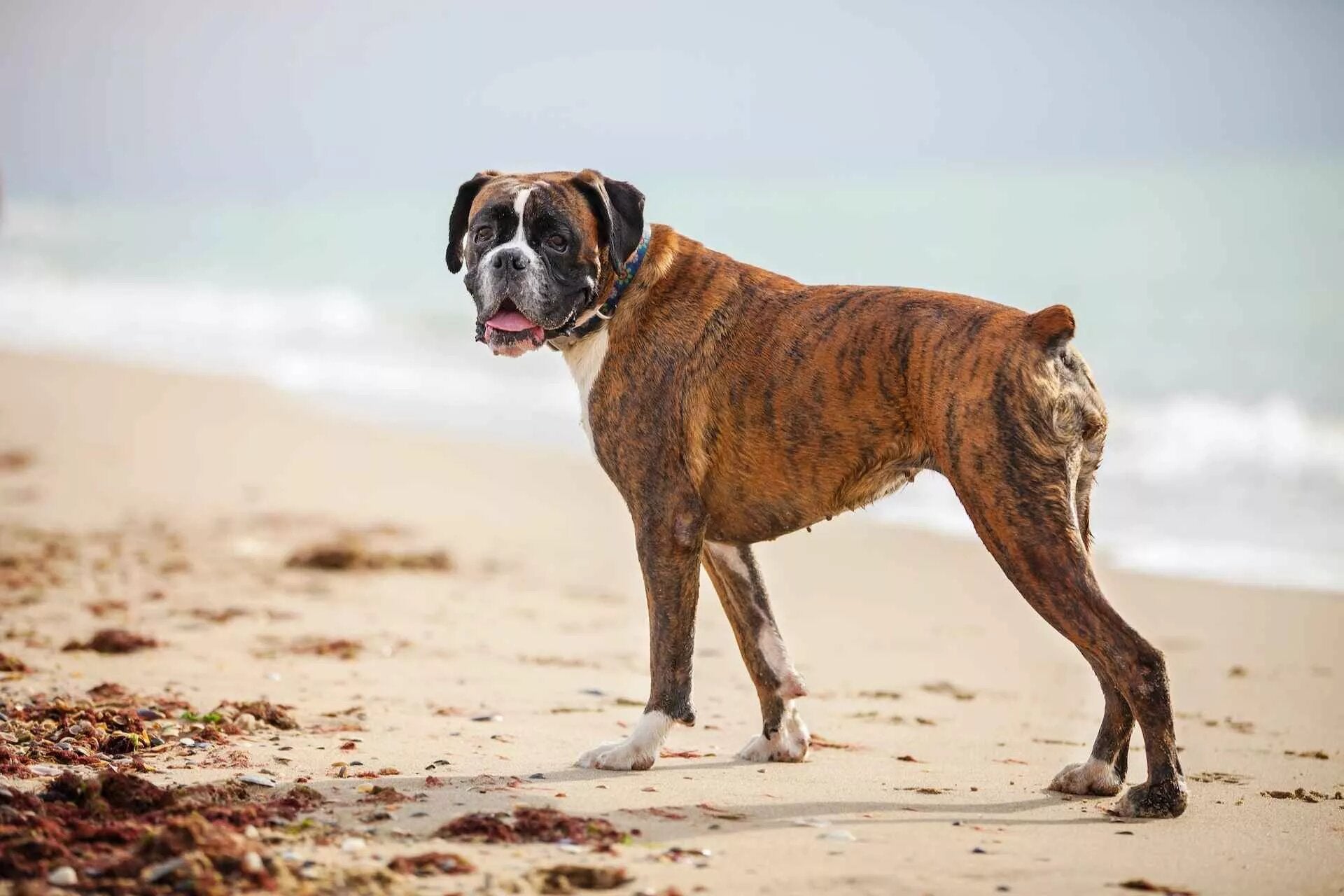 Dog Safety | Summertime Safety Tips for Dogs