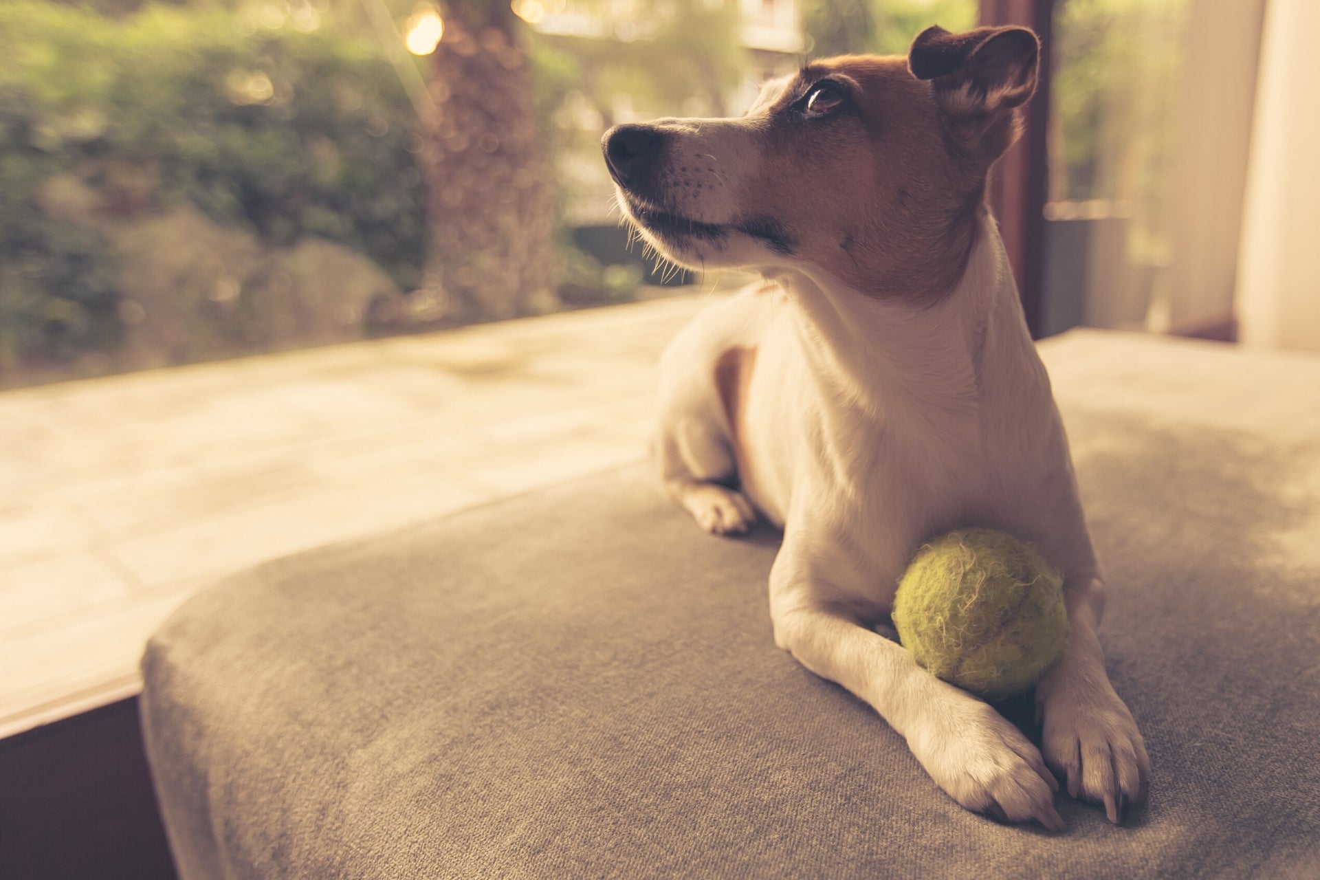 Shark Tank' SwiftPaws Update: Dog Exercise Product Now $50 Off