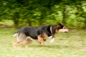 The Best Exercise for a Dog – High Intensity Interval Training