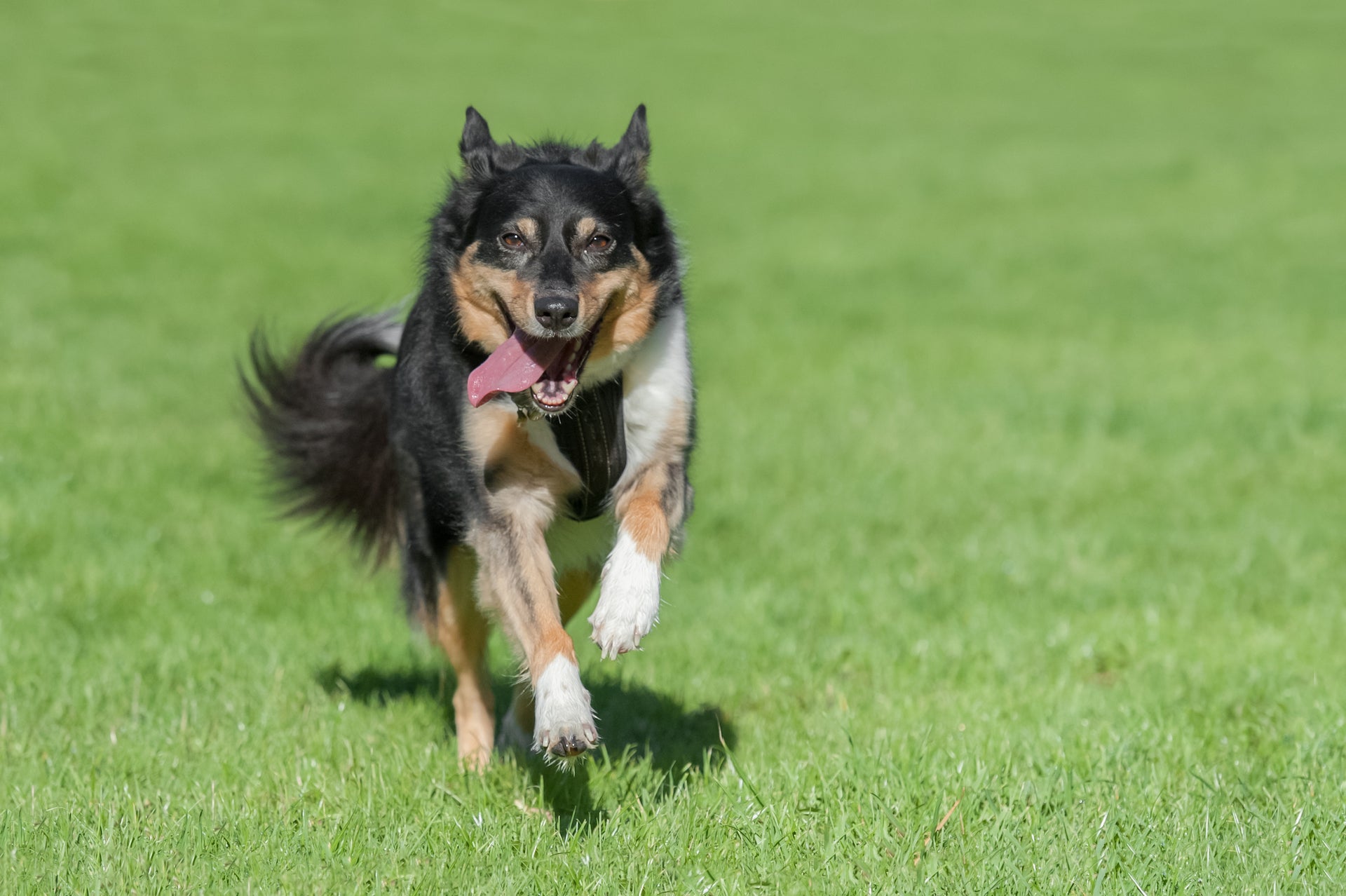 Guest Post: The Secret to High Energy Pups