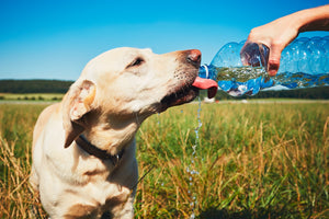 Six Blazing Summer Tips for You and Your Pup
