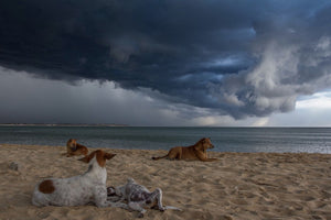 Mike’s Weather Page: Prepare Your Pup for Hurricane Season