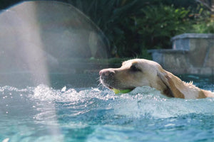 Swimming with Dogs: Tips and Tricks