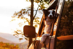 Van Life | Pups Who Travel the World