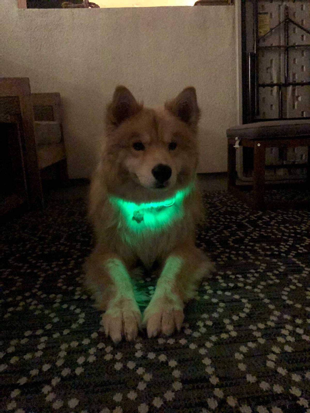 LED Dog Collar: Blue