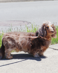 Waterproof Dog Leash | Blue
