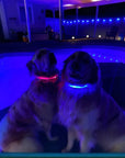 LED Dog Collar: Red
