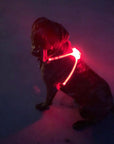 LED Dog Harness