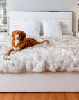 PupProtector™ Waterproof Throw Blanket - White with Brown Accents