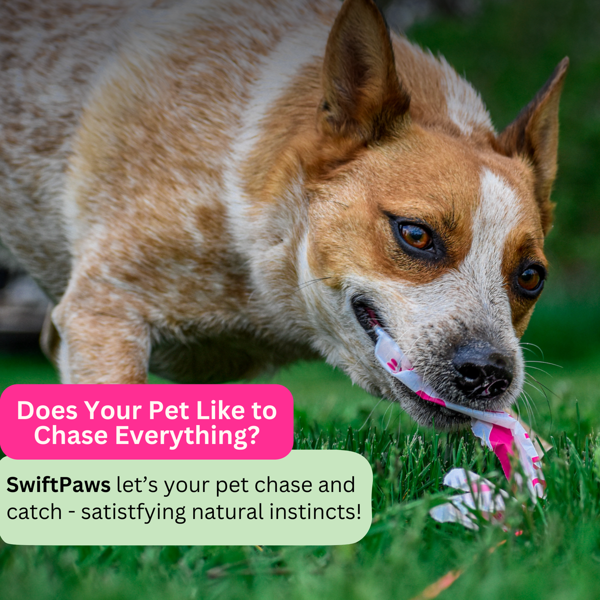 A tan and white dog outdoors on grass, chewing on a pink and white striped toy. Prominent text overlays read, 'Does Your Pet Like to Chase Everything?' and 'SwiftPaws let's your pet chase and catch - satisfying natural instincts!'.