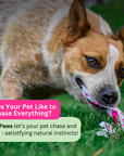 A tan and white dog outdoors on grass, chewing on a pink and white striped toy. Prominent text overlays read, 'Does Your Pet Like to Chase Everything?' and 'SwiftPaws let's your pet chase and catch - satisfying natural instincts!'.