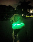 LED Dog Collar: Blue