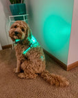 LED Dog Harness