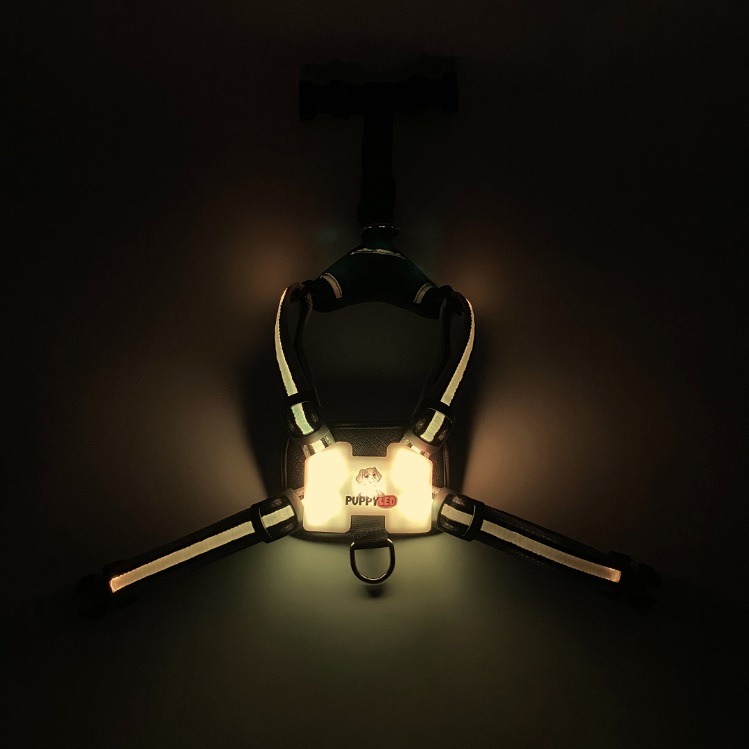 LED Dog Harness