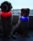 LED Dog Collar: Blue