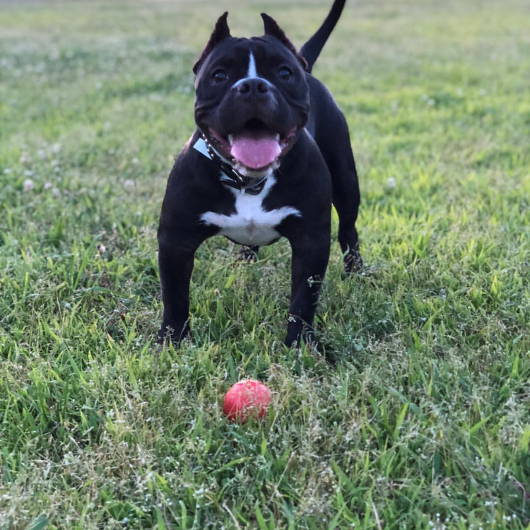 Asteroid Ultra Durable Rubber Chew Toy