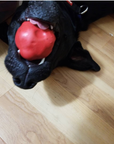 Asteroid Ultra Durable Rubber Chew Toy