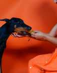 Turmeric Yak Milk Chews for Dogs
