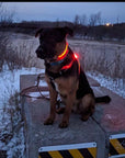 LED Dog Harness
