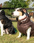 All Weather Dog Coat