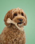 BetterBone MEDIUM Durability CHEW TOY: Perfect Chew for Everyday Chewers | Natural, Eco-Friendly, Non-Toxic