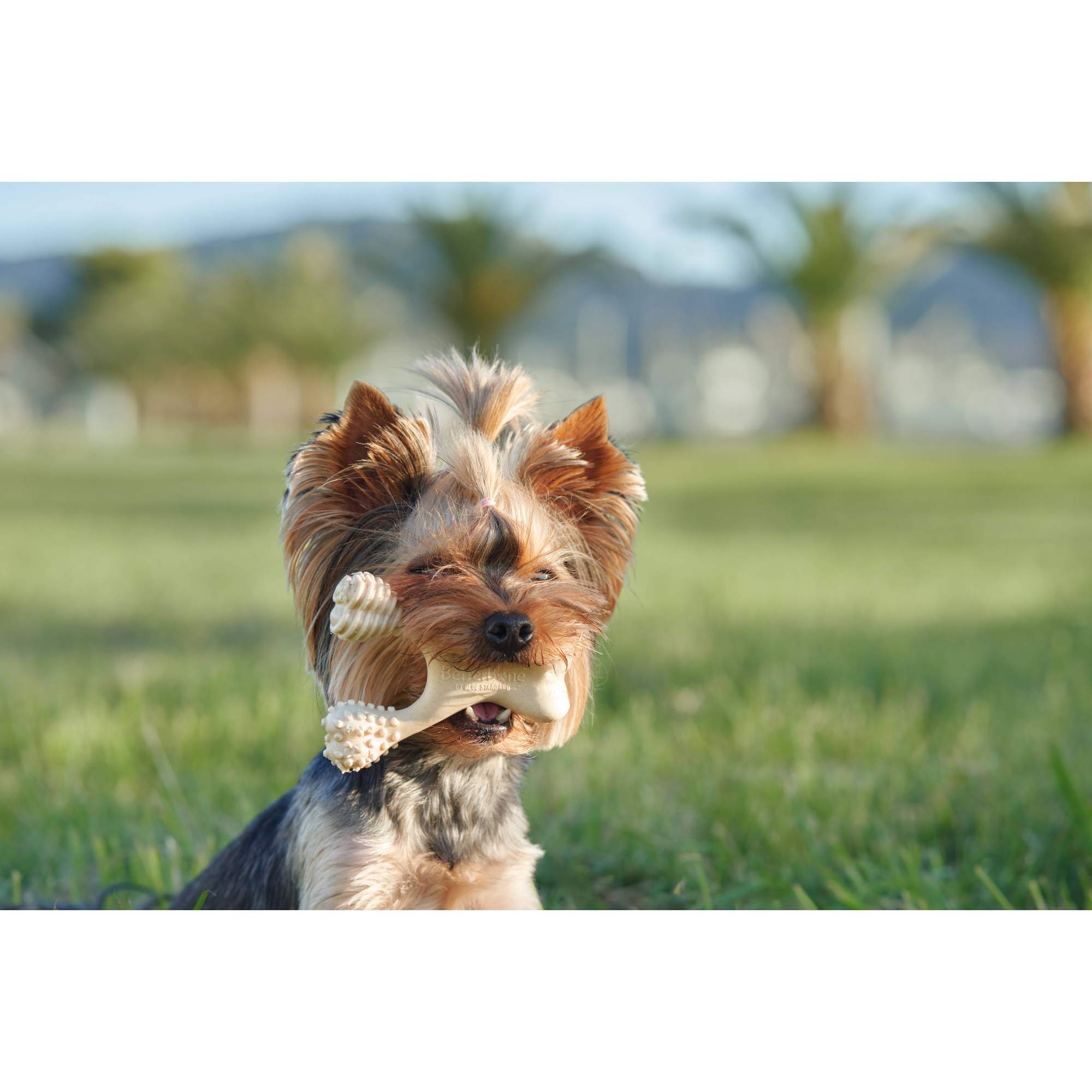 BetterBone Hard Density- Tough, SUPER Durable All-Natural, Dog Chews - For Aggressive Chewers.