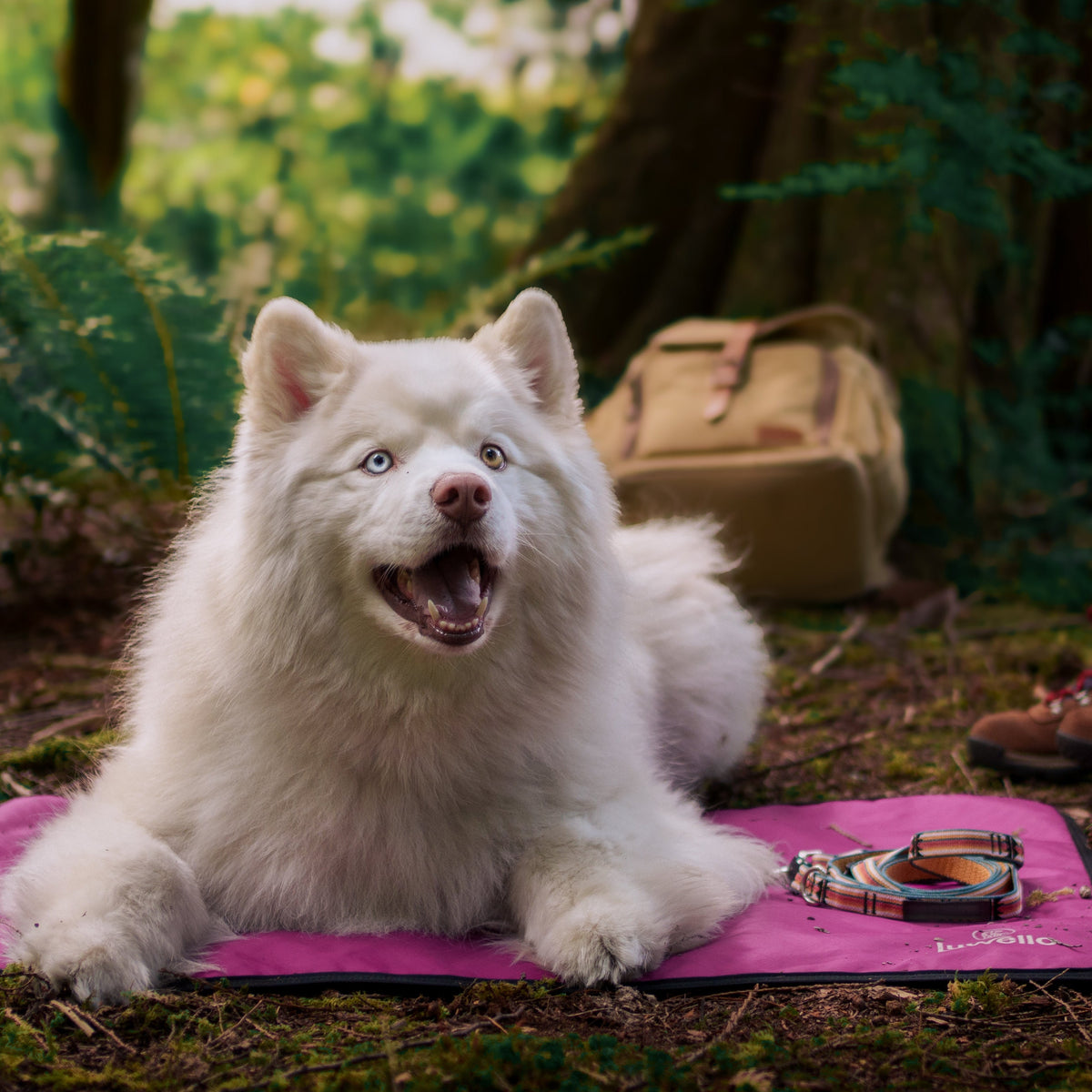 Adjustable Hands-Free Leash 3/4''