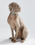 Classic Dog Collar 1''