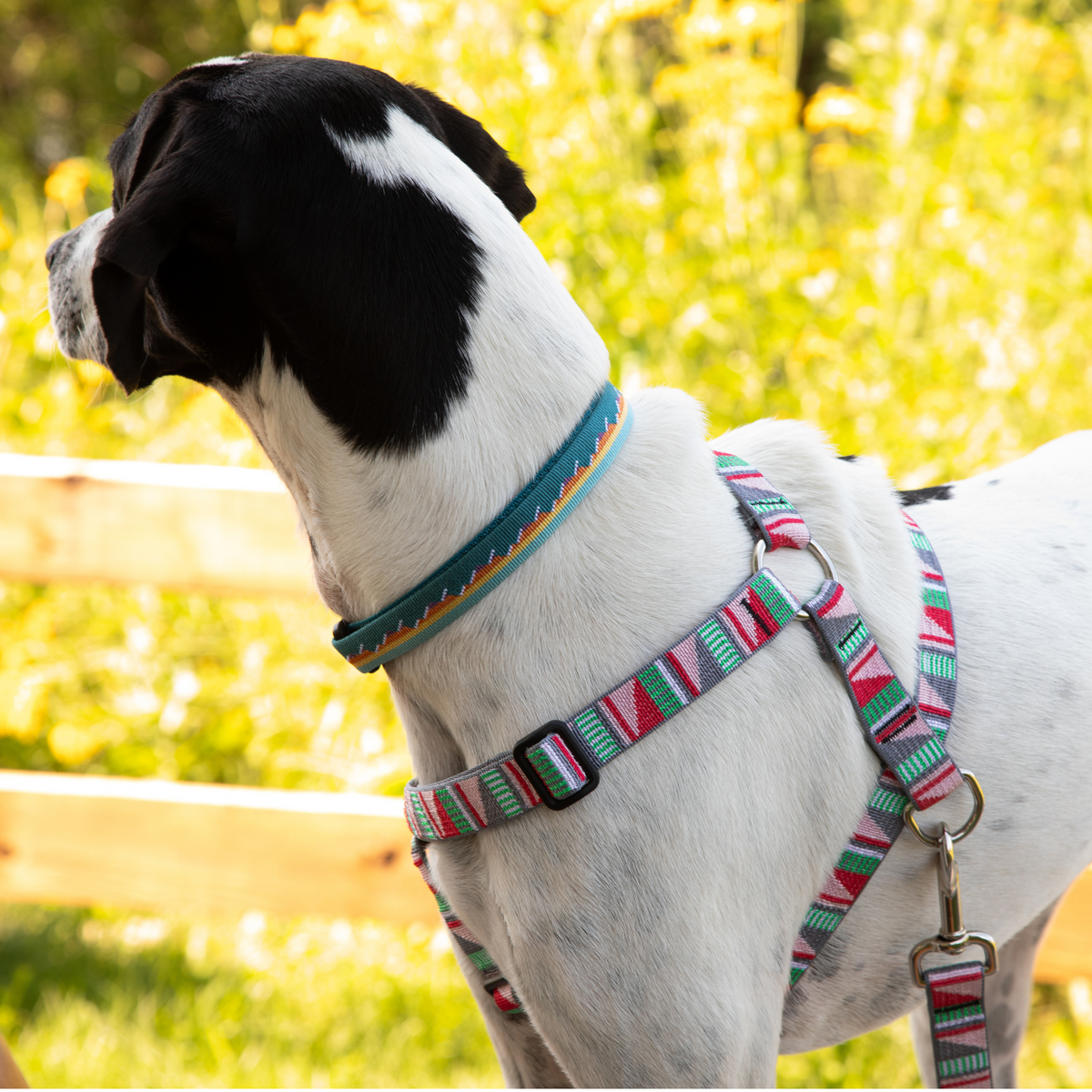 Escape Free Dog Harness 1''