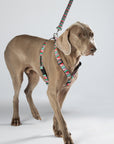 Escape Free Dog Harness 3/4''