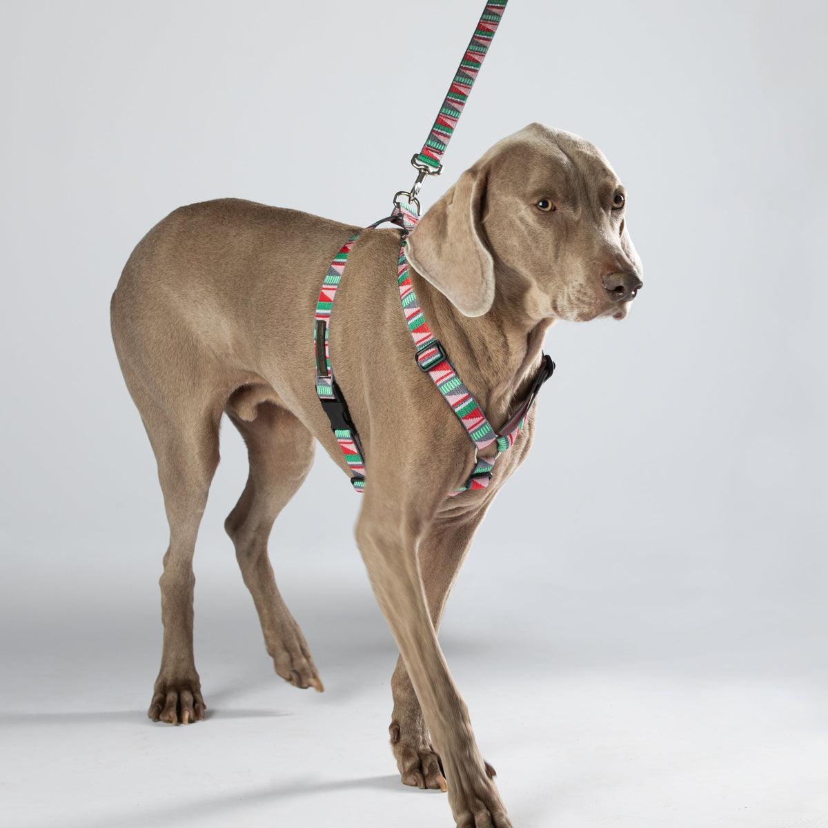Escape Free Dog Harness 1''