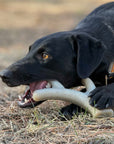 Ever Antler Nylon Chew Bone | Elk Antler Shaped Dog Toy for Aggressive Chewers | SodaPup