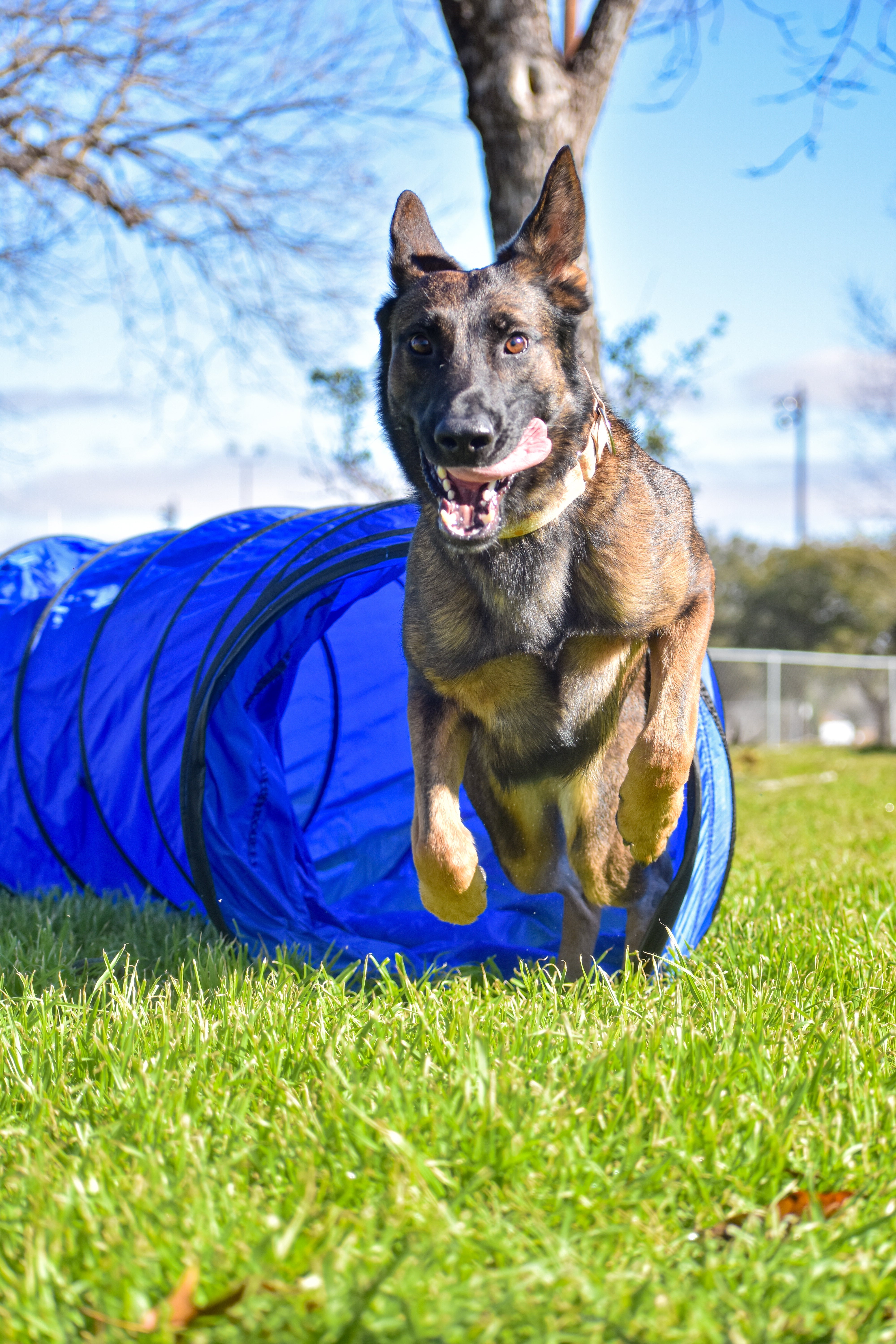 Tunnel with Sandbags (10 ft) – SwiftPaws