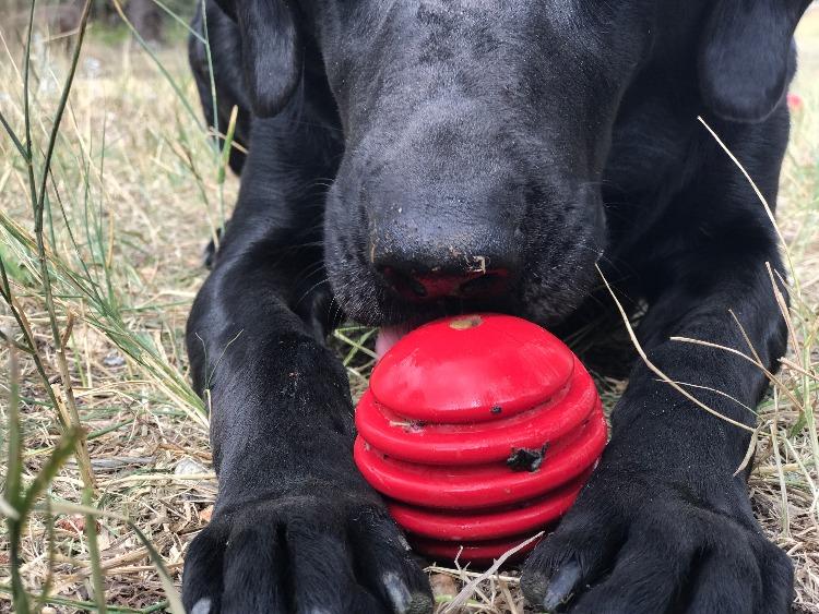 USA-K9 Stars and Stripes Ultra-Durable Rubber Chew Ball